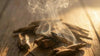 How fragrance evokes memory, emotion, and the essence of who we are
